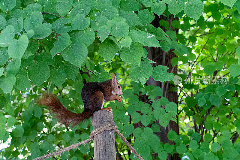 搞笑的红松鼠(Sciurus vulgaris)正在啃一颗坚果。